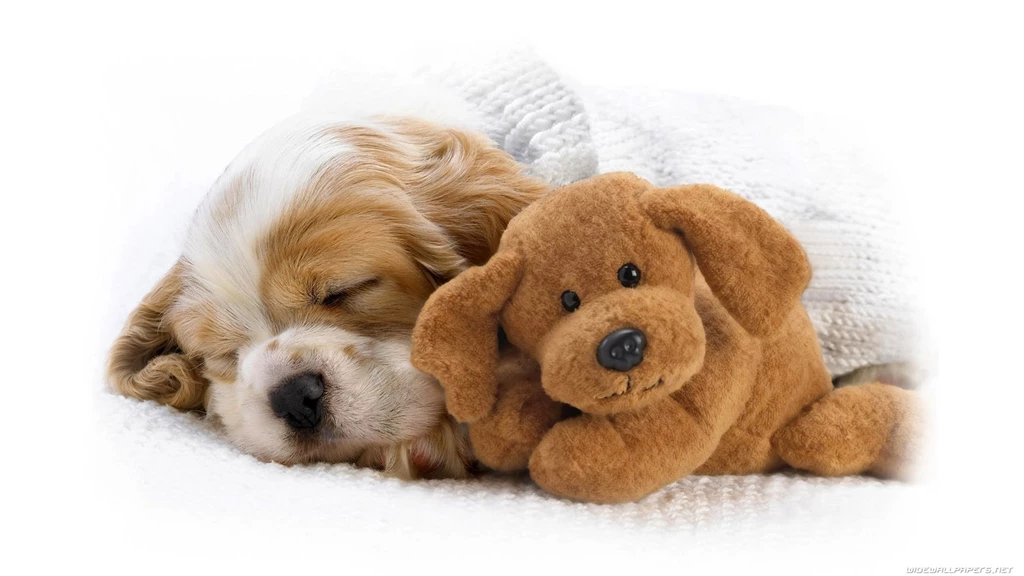 Dog And Dolls Computer Desktop Backgrounds Wallpaper,dog HD ...