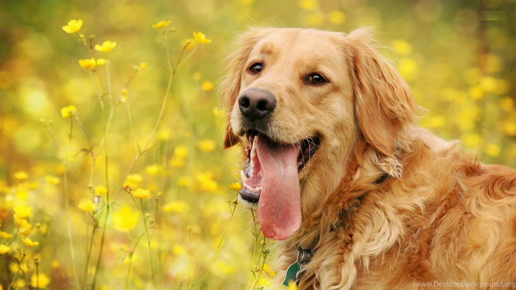 Golden Retriever HD Wallpapers, Dog Backgrounds