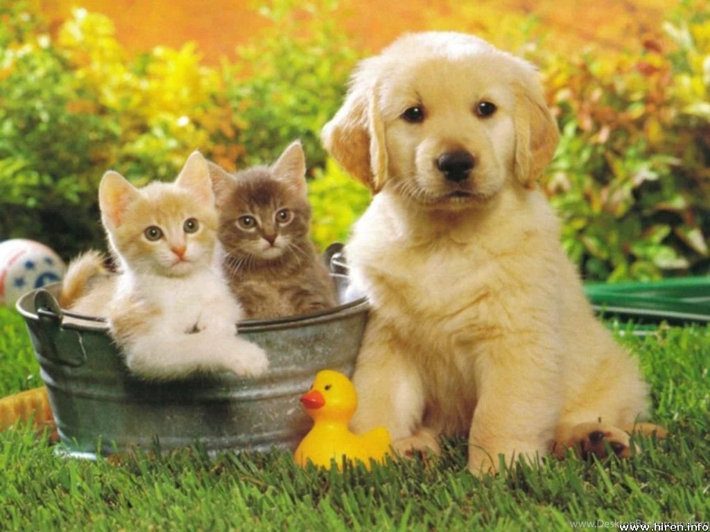 Wallpapers Puppies And Dogs 34 Desktop Backgrounds ...