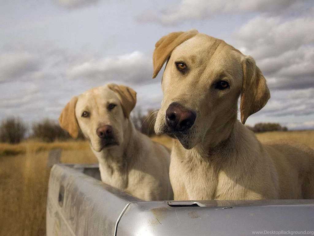 Lovely, Labrador, Retriever, Dog, High, Resolution, Wallpaper, For ...