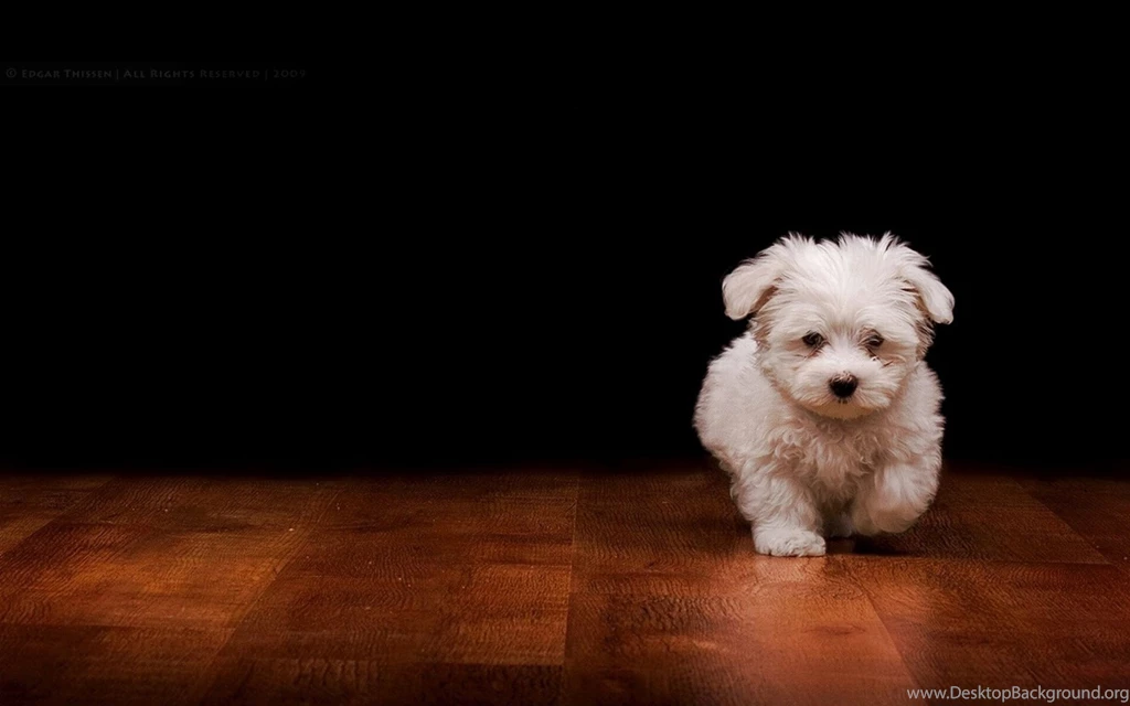 Dog Backgrounds Free Download