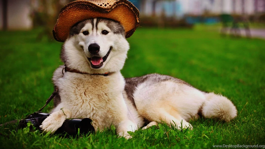 Beautiful Dog On Park Wallpaper Backgrounds