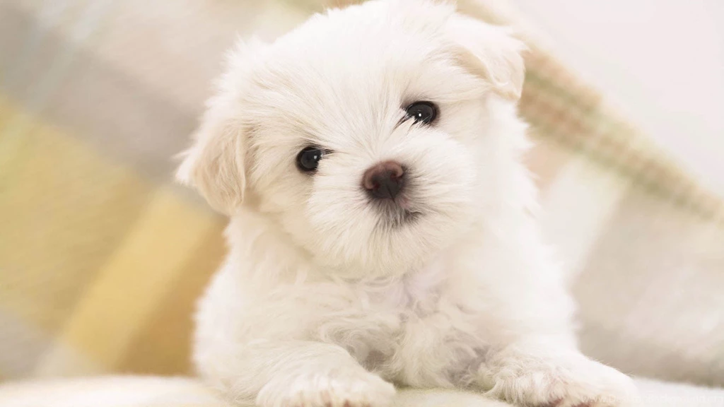 White Dog Wallpapers Free Downloads
