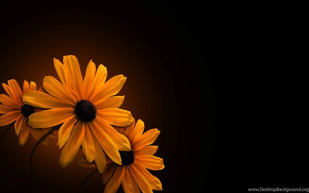 Flower On Black Backgrounds Wallpapers Hd High Resolution ...
