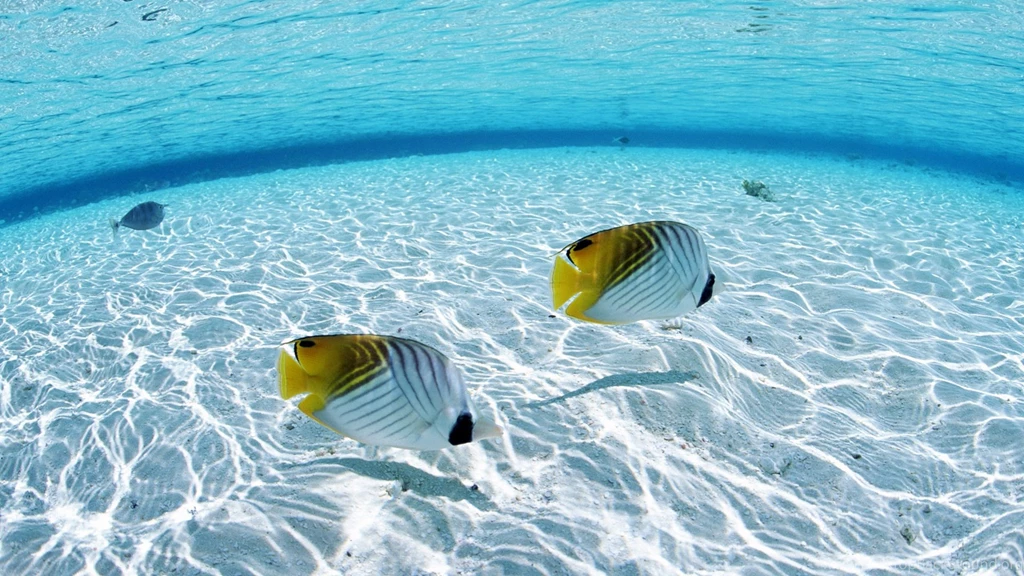 Fish Wallpapers
