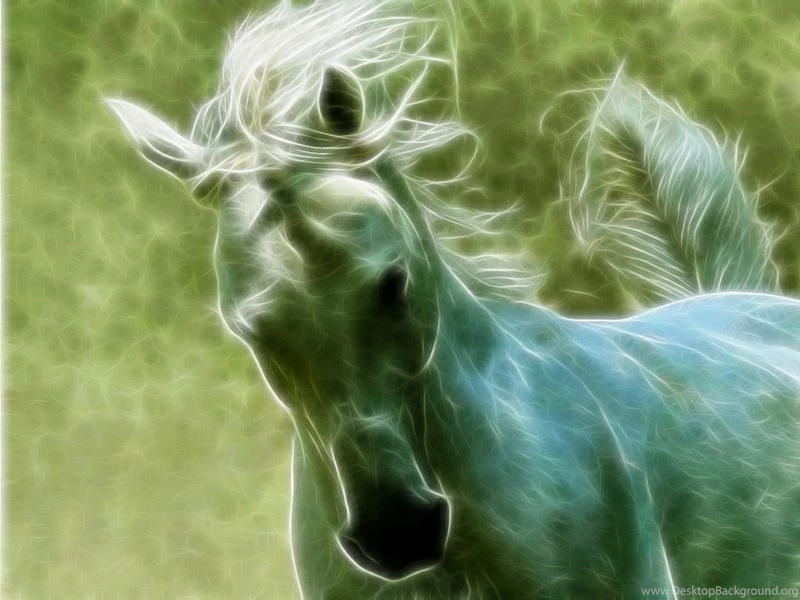 Art Beautyful Morgan Stallion – Animals Horses HD Desktop Wallpapers