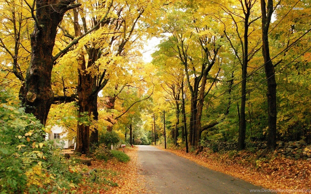 Autumn Road Alongside The Village, Foliage, Leaf, Tree, World ...