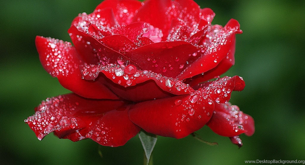 Rose Mobile Wallpapers   3 Items