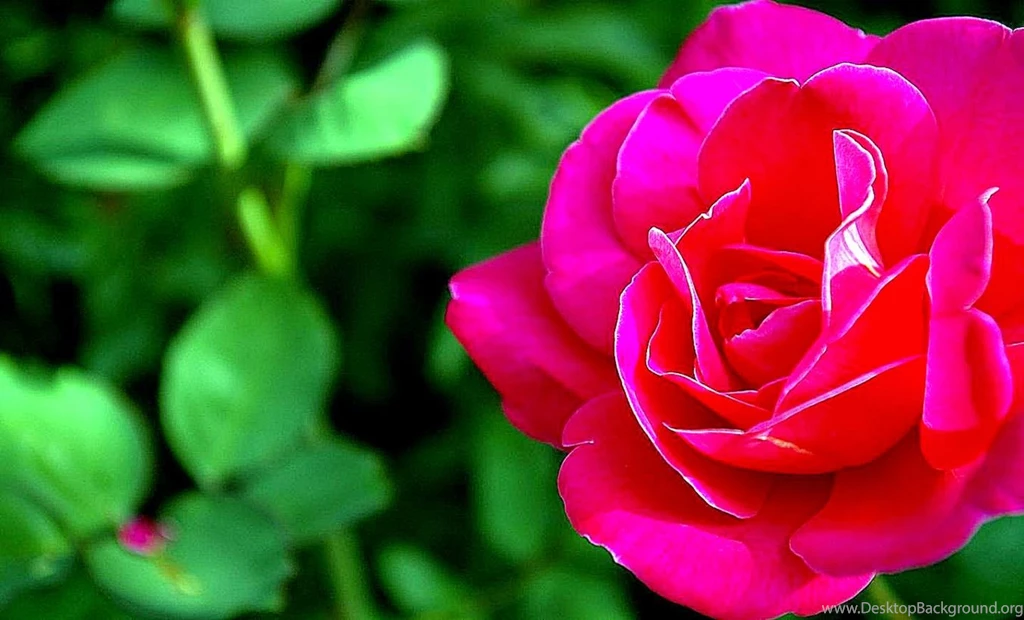 Wallpapers Rose 3D Animation For Desktop Mobileg