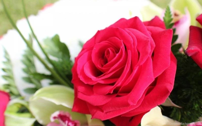 Rose Wallpaper,flower HD Wallpaper,Flowers HD Wallpaper,1920x1200 ...