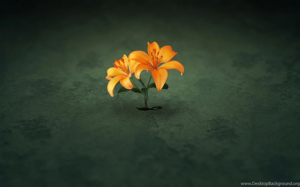 Desktop Wallpapers · Gallery · Computers · Lovely Lily