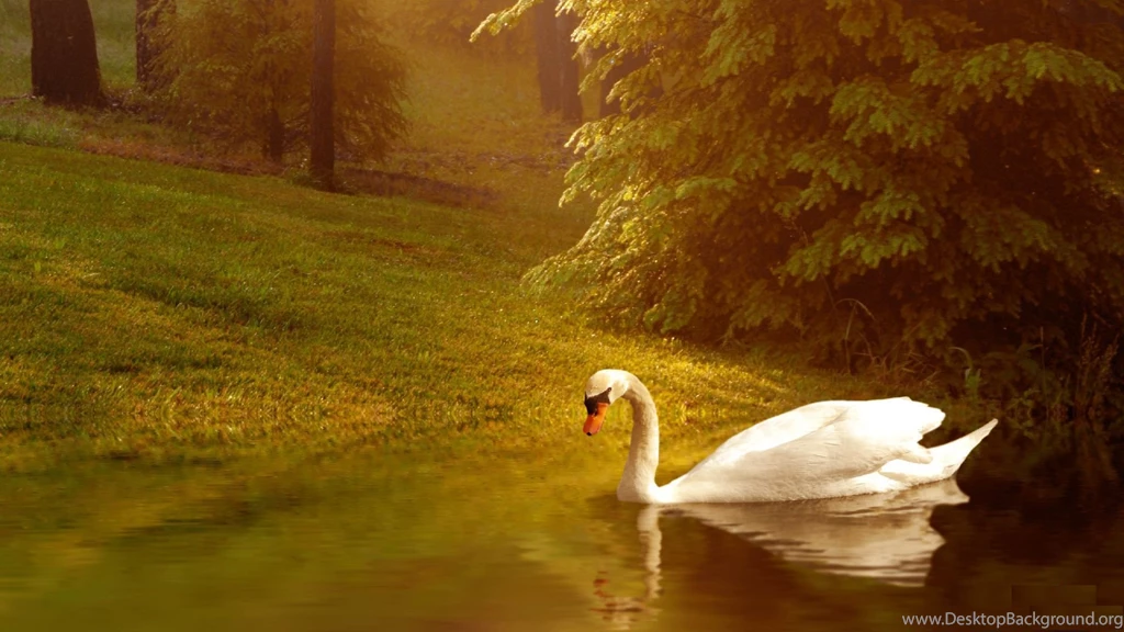 Lovely Wallpapers HDWPlan