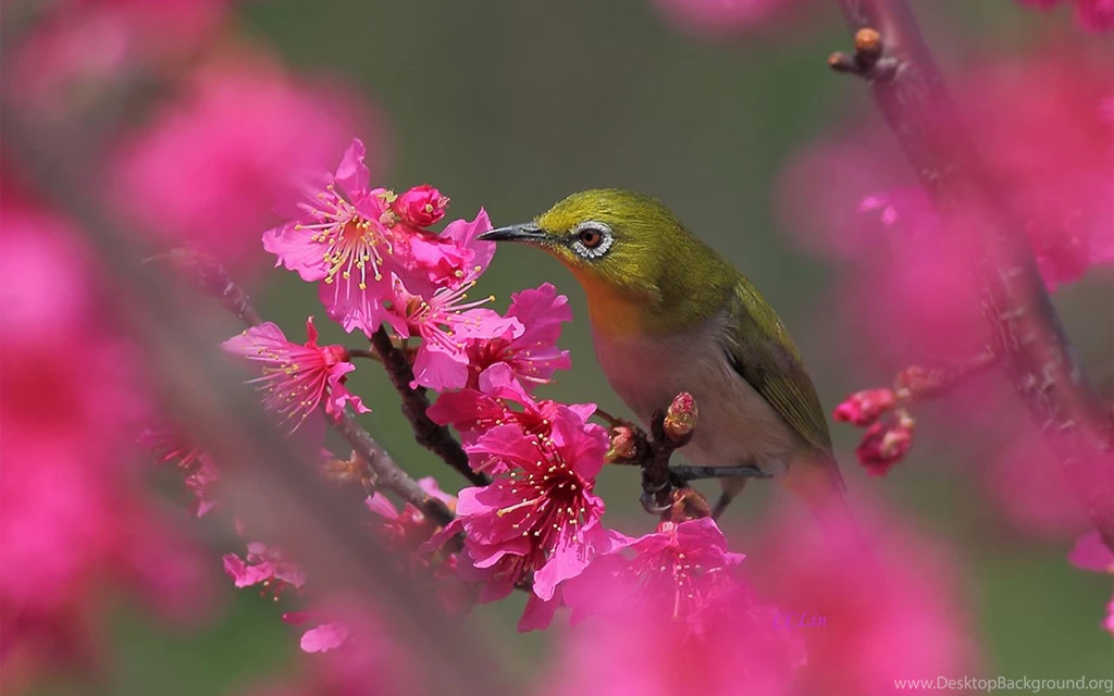 Lovely Spring Bird Photography Wallpapers 7 - Animal Wallpapers ...