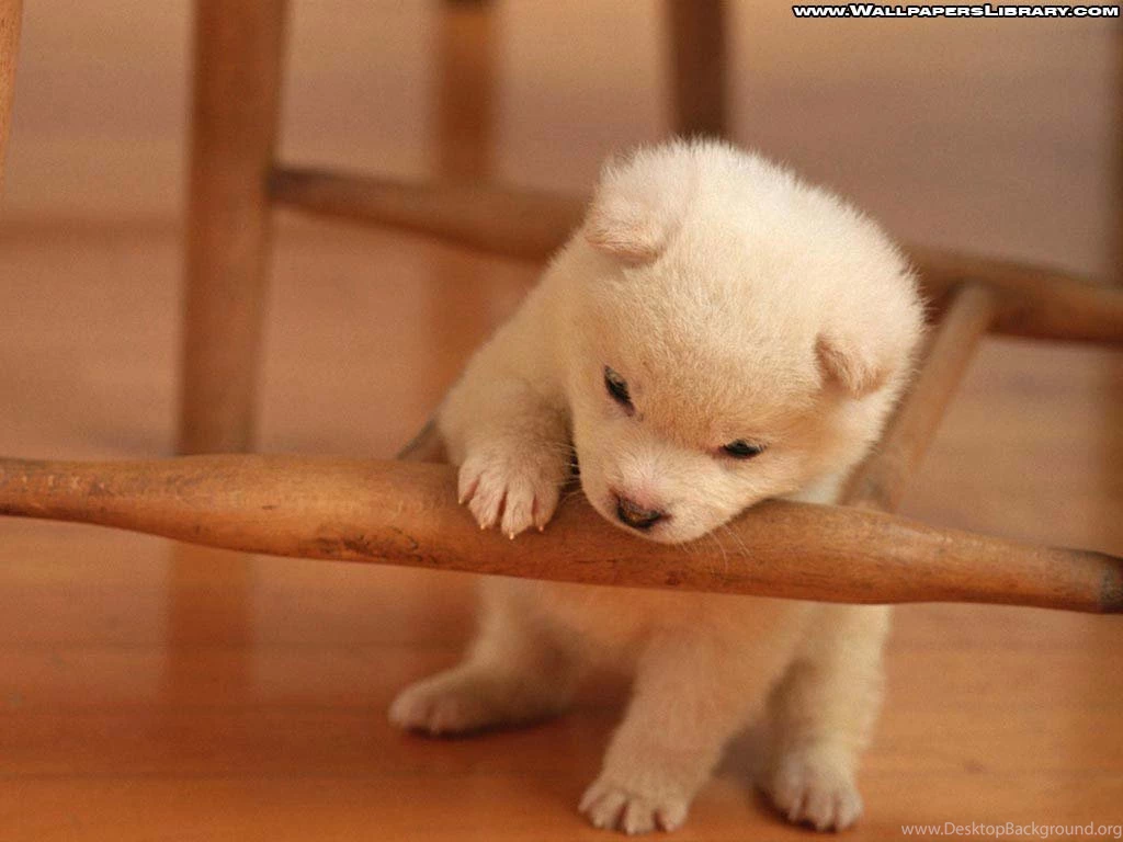 Dog Wallpapers Desktop Free 3290 Desktop Wallpapers