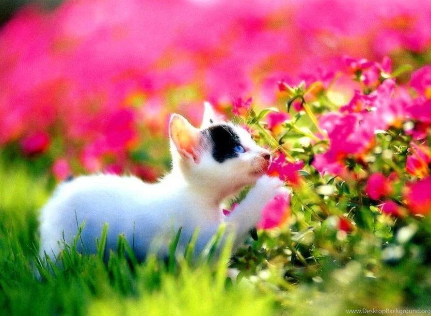 Nice Wallpapers