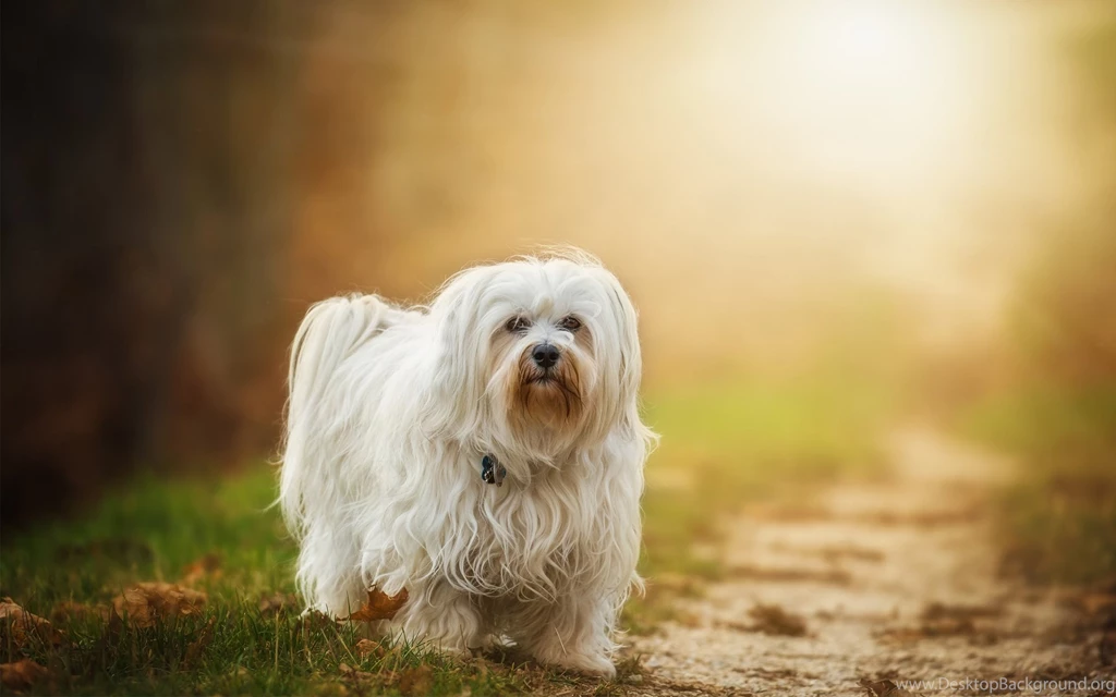 White Doggy And Sunshine Nice Wallpapers