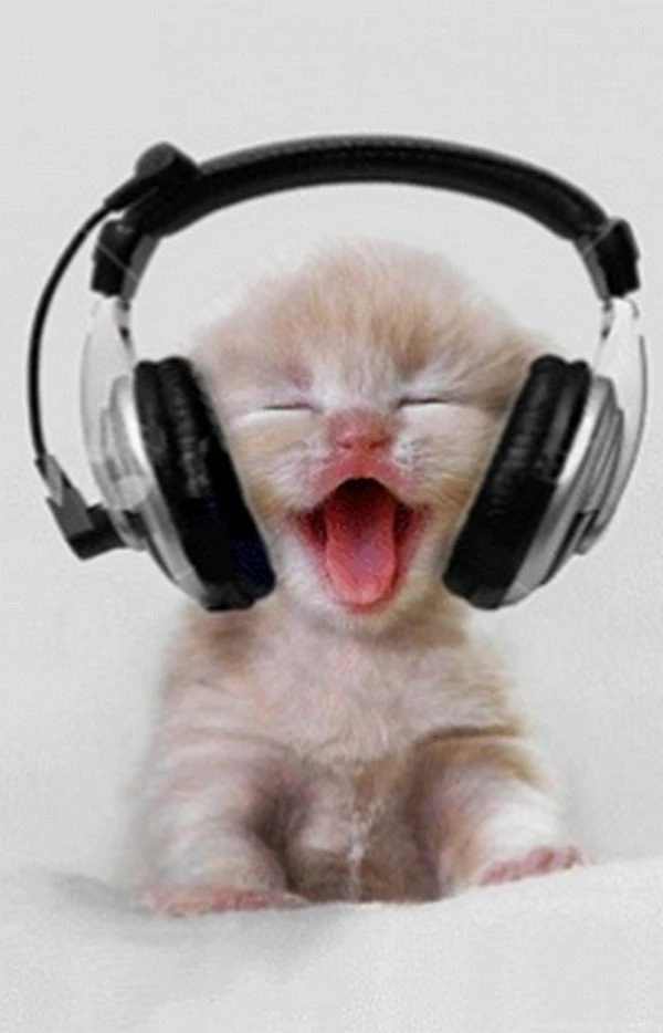 Best Funny Cat Wallpapers For Mobile Phones