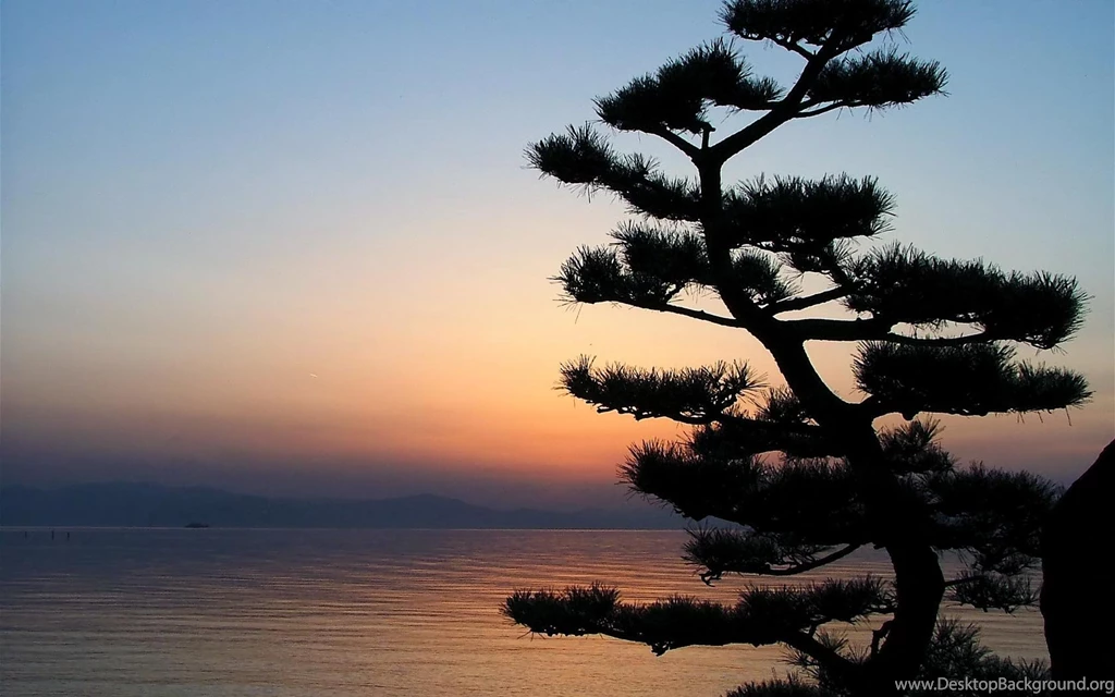 Desktop Wallpapers · Gallery · Nature · Stone Pine
