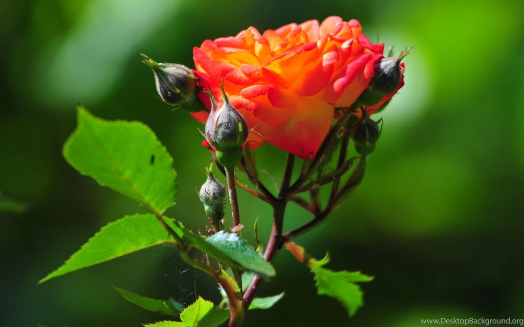 Flowers: River Flowers Water Roses Summer Lake Bush Sky Freshness ...