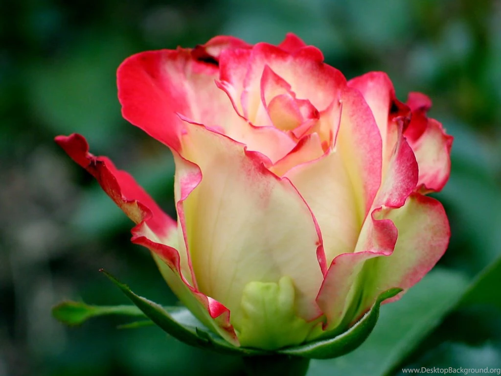 Light Red Rose < Flowers < Life < Desktop Wallpapers