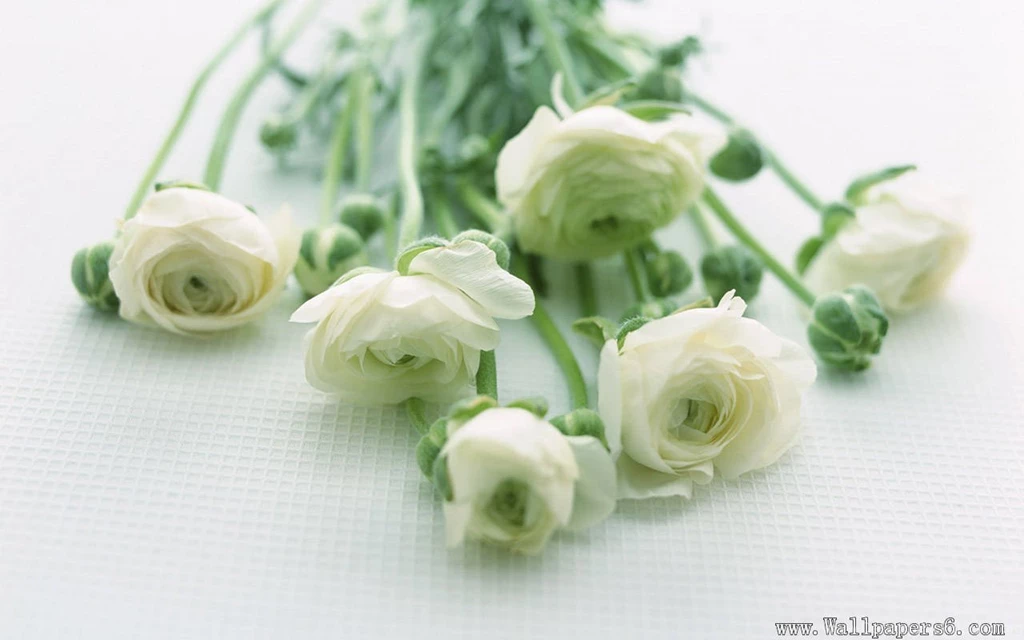 White Rose Wallpapers