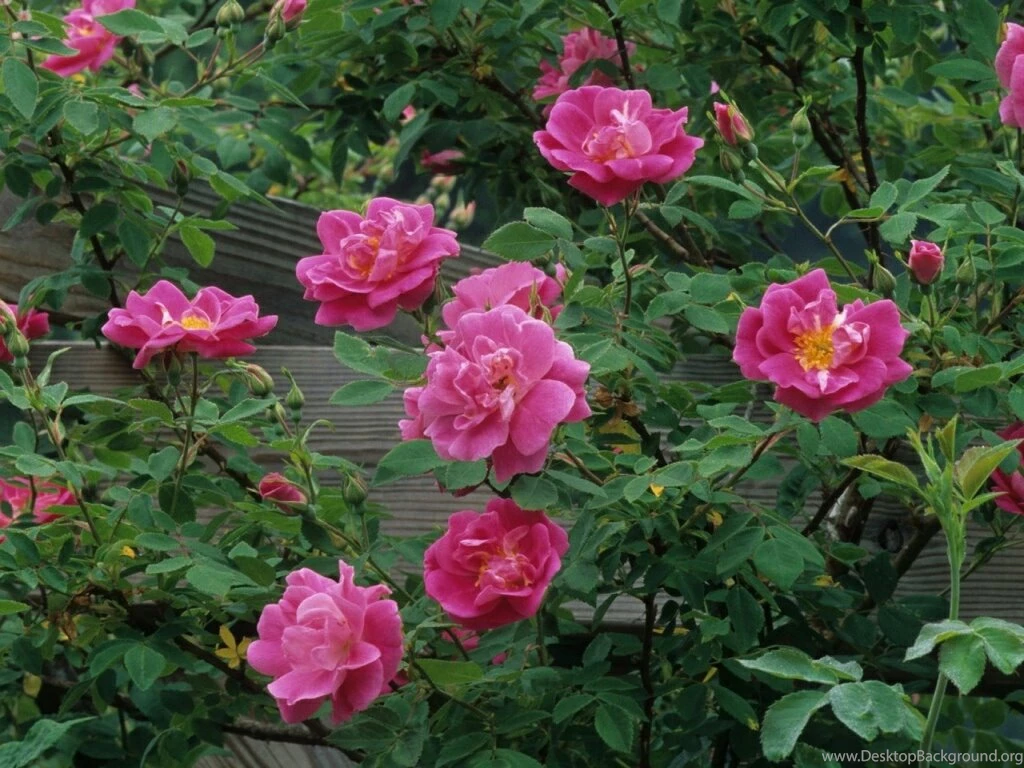Flowers For Flower Lovers.: Rose Flowers Desktop Wallpapers.