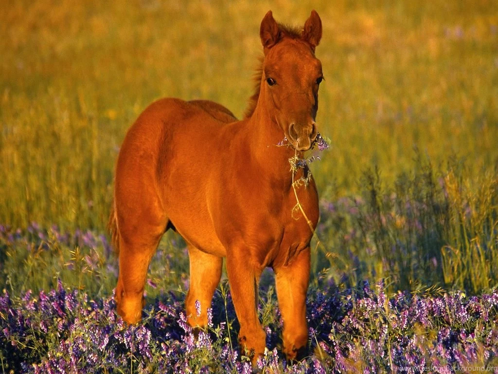 Quarter Horse Wallpapers