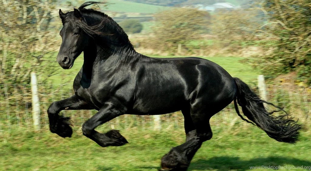 American Quarter Horse Wallpapers