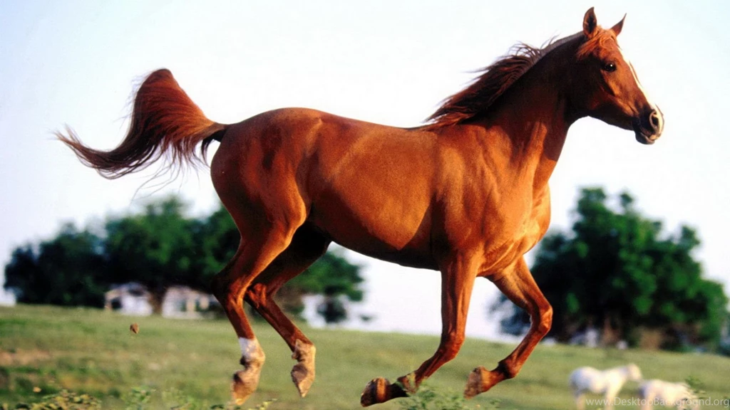 American Quarter Horse Wallpapers