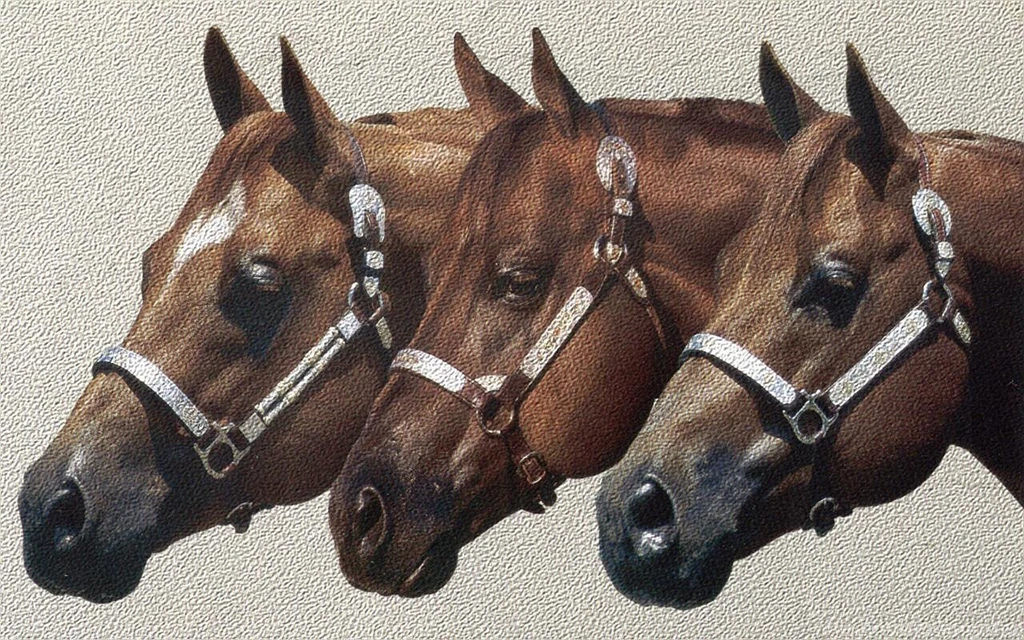 Quarter Horses 1 (
