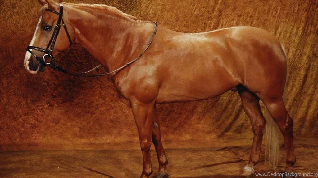 Palimino Quarter Horse >> HD Wallpaper, Get It Now!