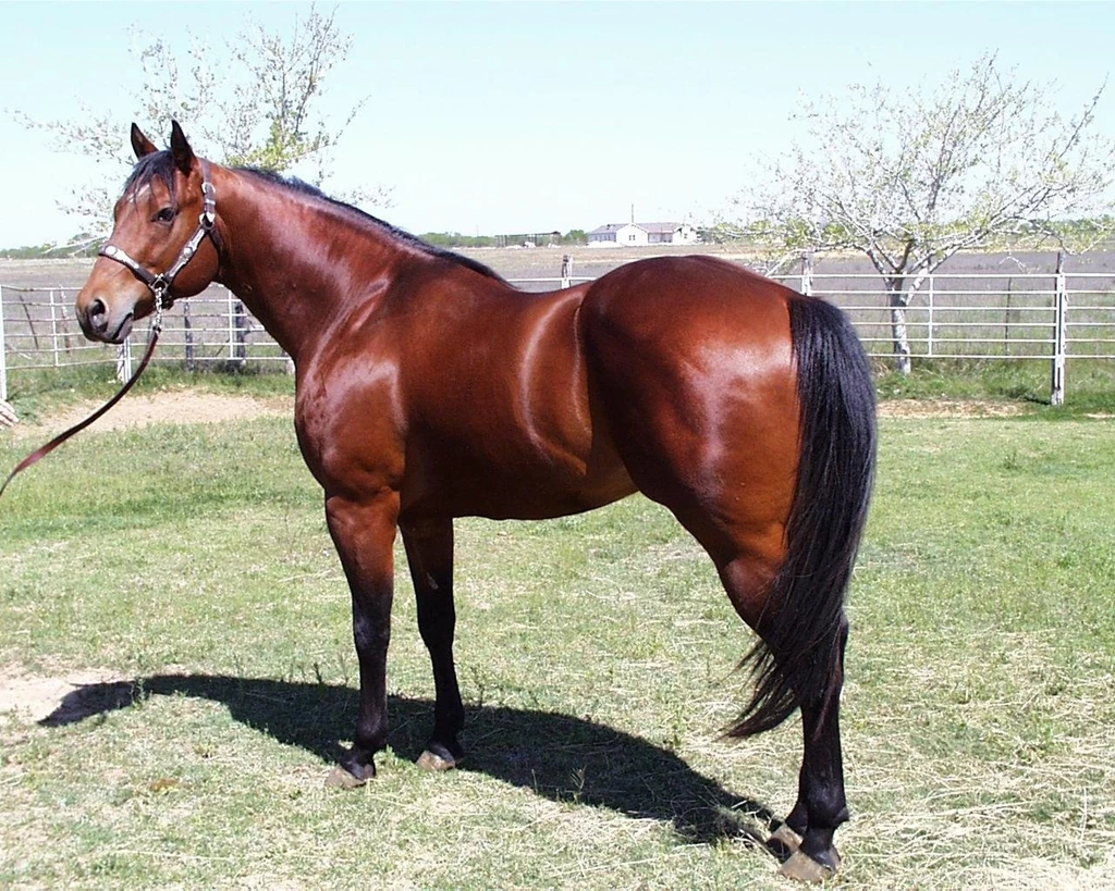 Quarter Horse Wallpapers HD Download