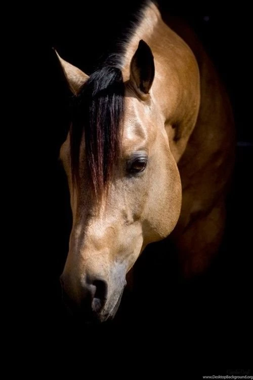 To All My Followers: I'm Sorry I'm Pinning A Lot Of Horse Stuff ...