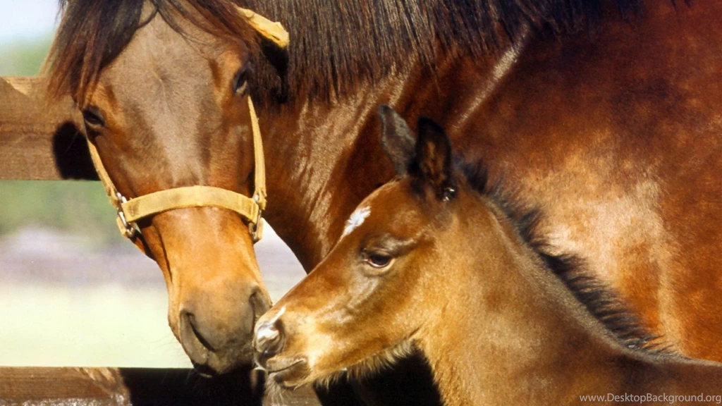 Horses Wallpapers Page 193: Horse Animal Grass Run Nature ...