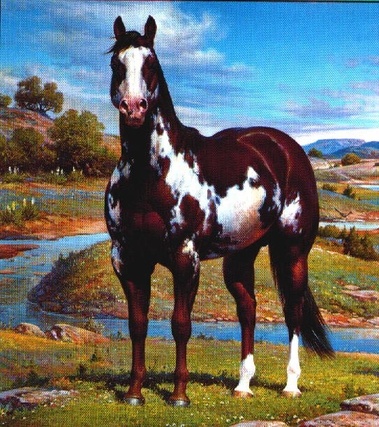 What Is A Paint Horse?