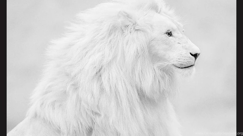 White Lion HD Live Wallpapers Android Apps On Google Play