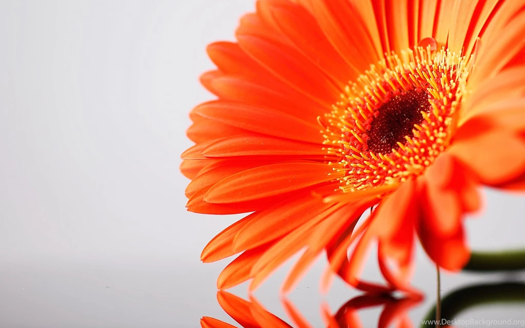 Flower Shadow Wallpapers Wide