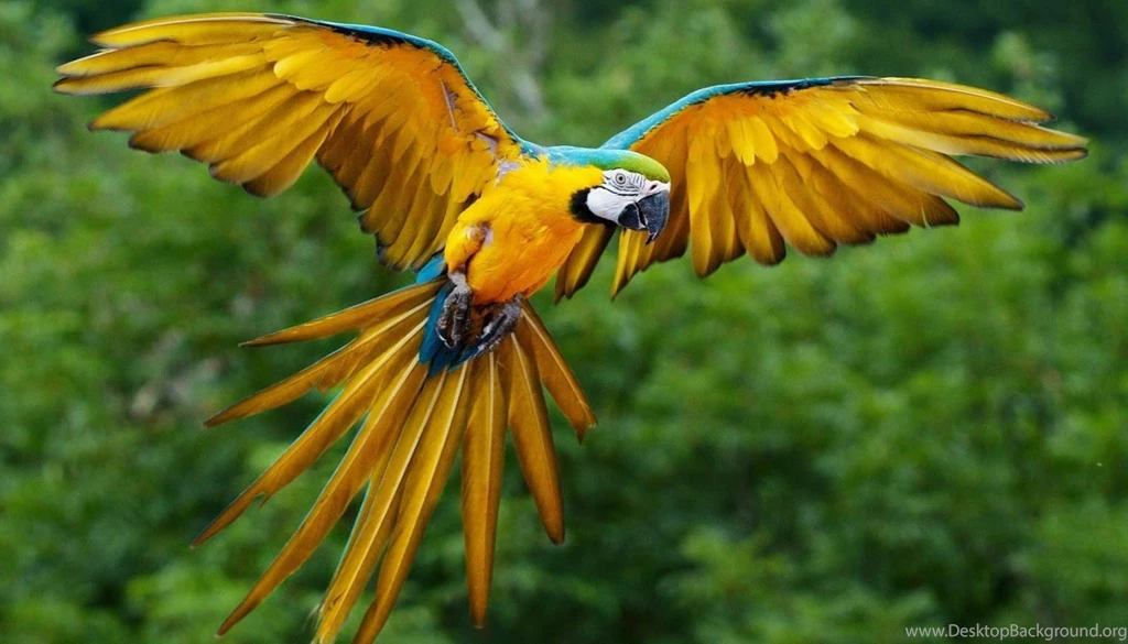 Most+10+Birds+HD+Wallpaper+2013+10.jpg