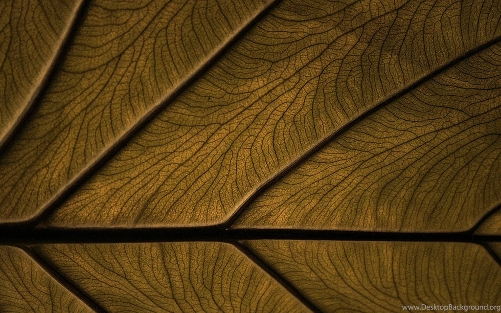 Brown Wallpaper Backgrounds Dekstop