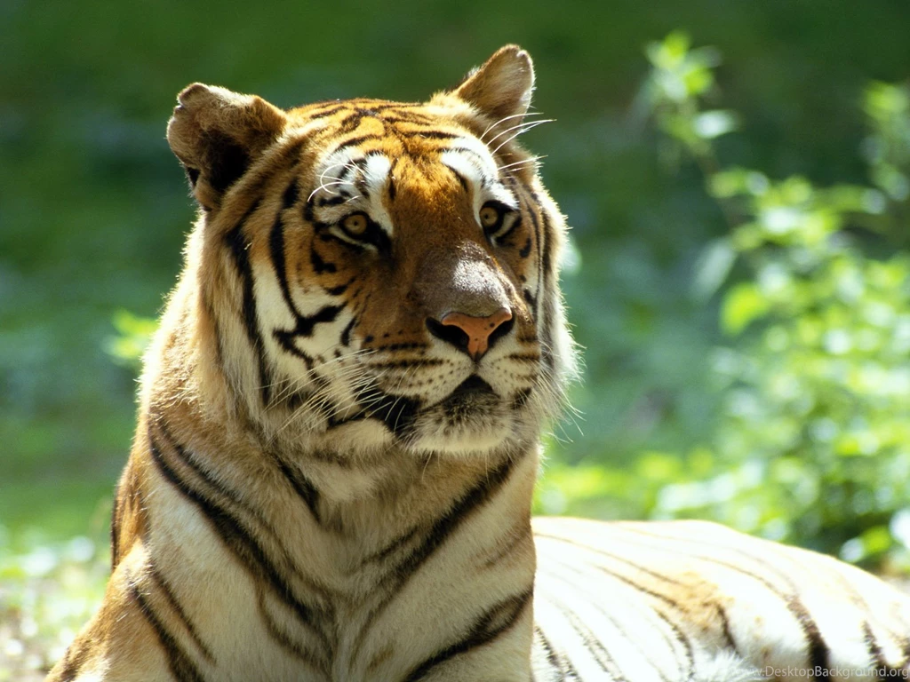 Scary Tiger Wallpapers