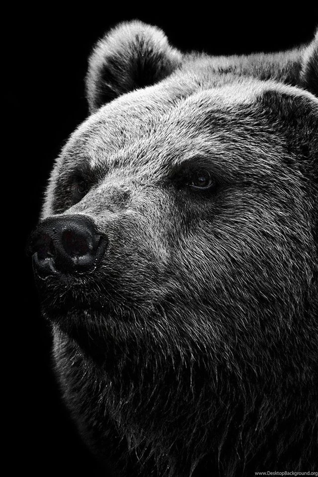 Black Bear iPhone Wallpapers