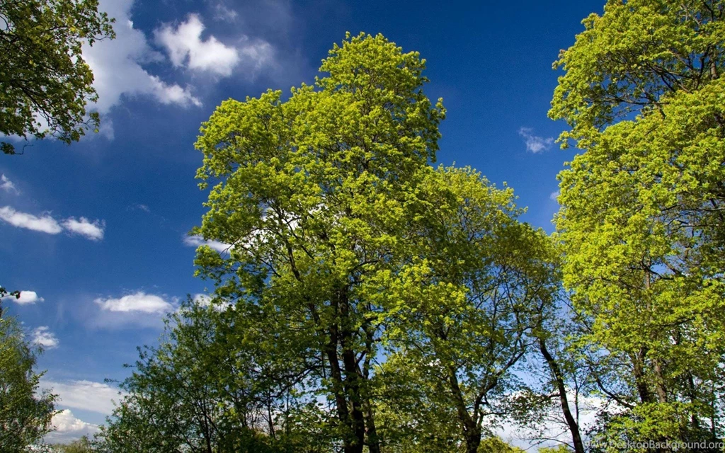 Trees green nature background spring download free backgrounds ...