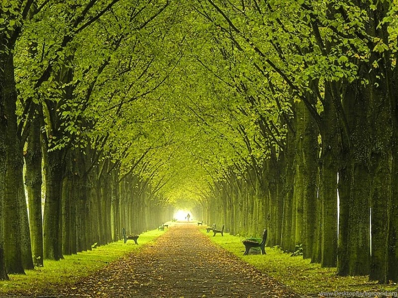 Beautiful Tree Wallpapers Wallpapers Zone