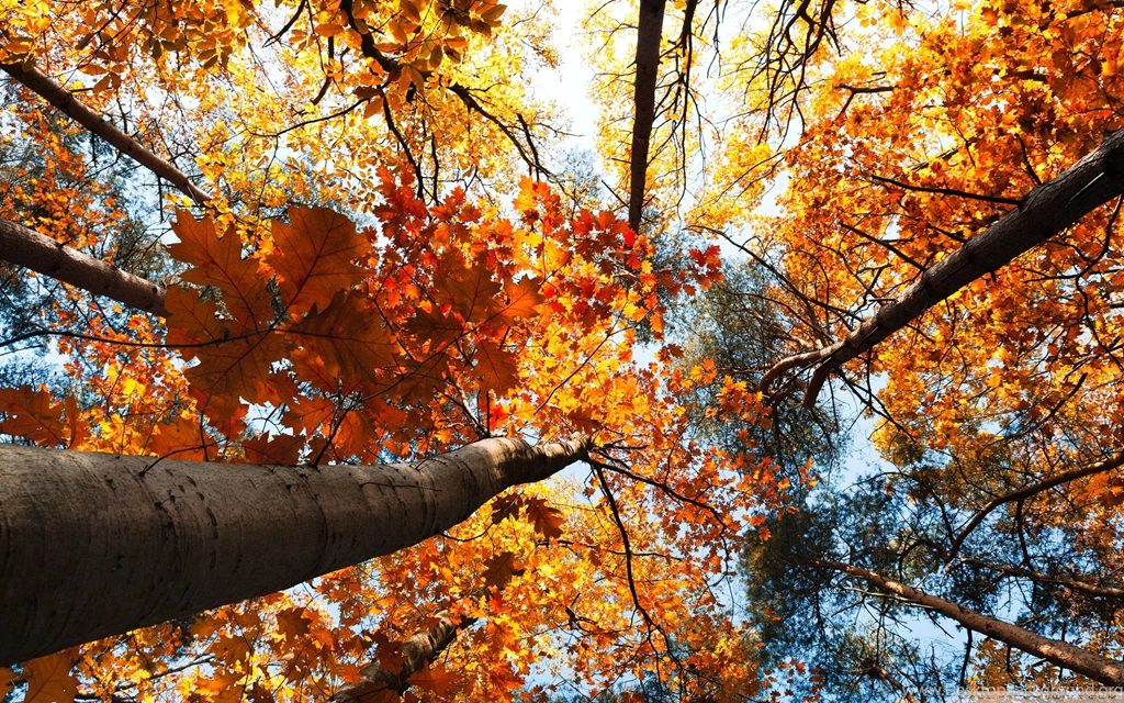 Golden Trees Desktop Wallpapers 800x600, Golden Trees Backgrounds ...