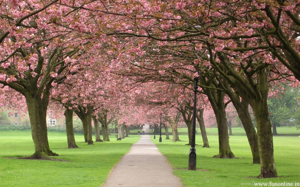 Spring Trees And Flowers Wallpapers HD Resolution For Desktop ...