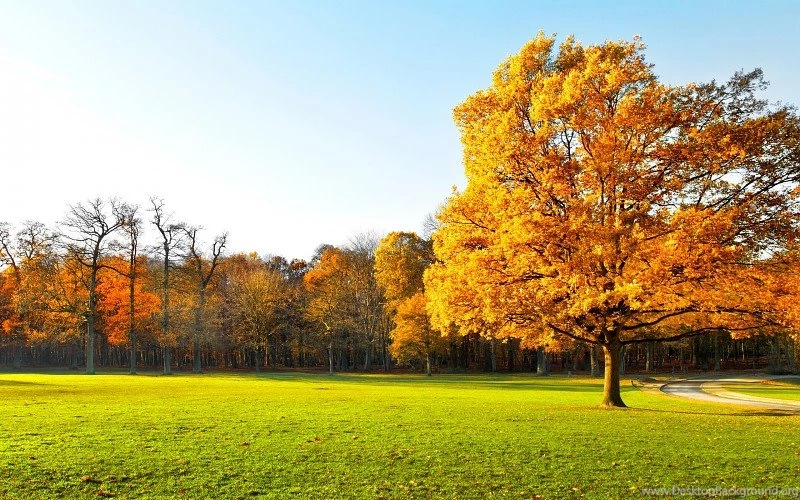Garden Landscape Nature Panorama Autumn Trees Beautiful Free ...