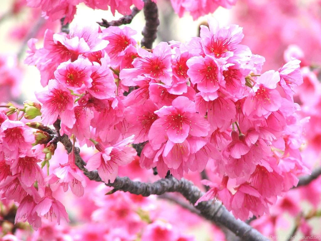 Desktop Wallpapers · Gallery · Nature · Fruit Trees Flowers
