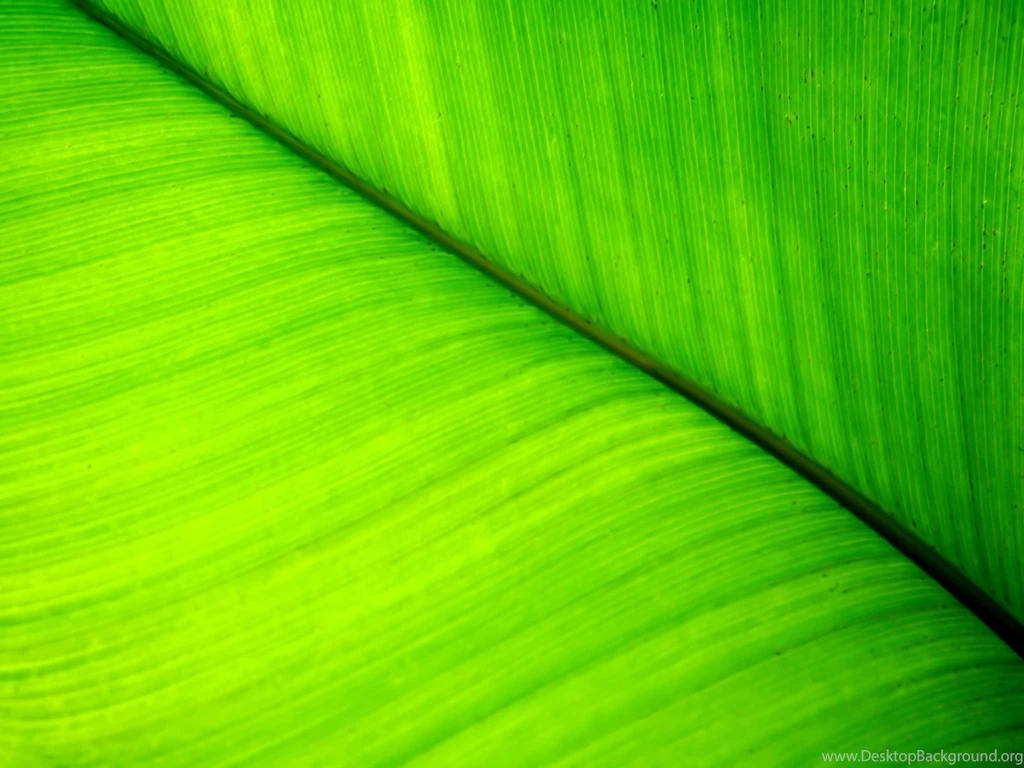 Vista Leaf 1600*1200 Wallaper Vista Leaf 1600*1200 Picture