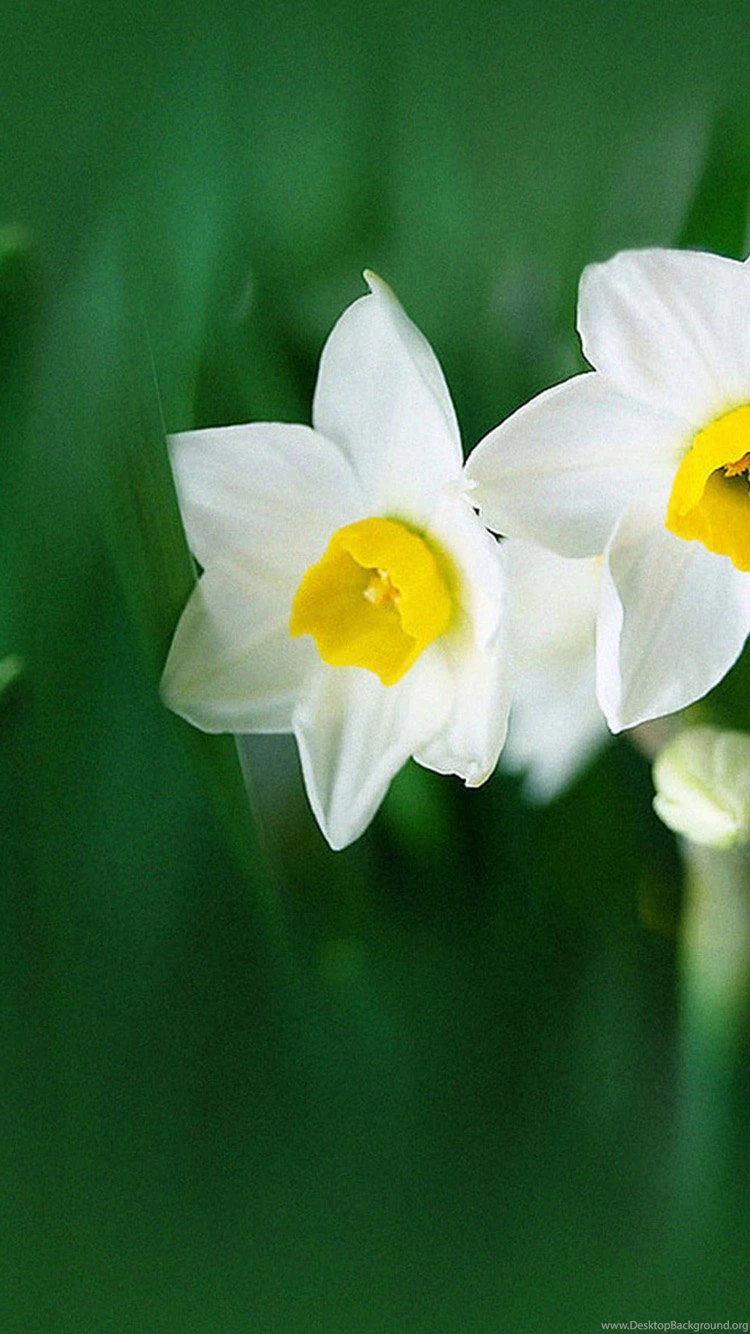 Green Bio iPhone 6 Wallpapers, iPhone 6 Backgrounds And Themes