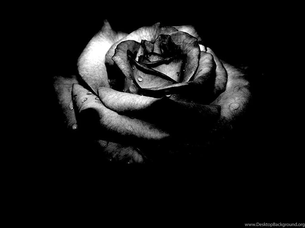 Dark Flower Wallpapers Wallpapers Cave Desktop Background